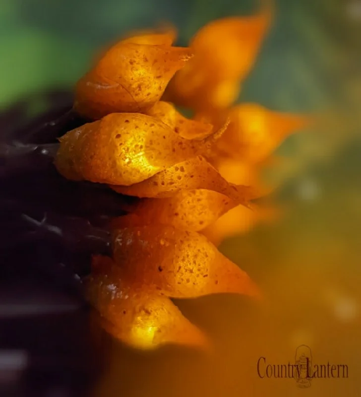 Mustard
